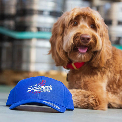 Photo of adorable "Lagerdoodle" dog beside Trademark Brewing hat in Dodger blue with baseball-style logo